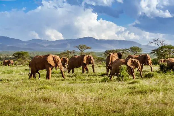 The Water King Of Kenya: Bringing Life To The Wild