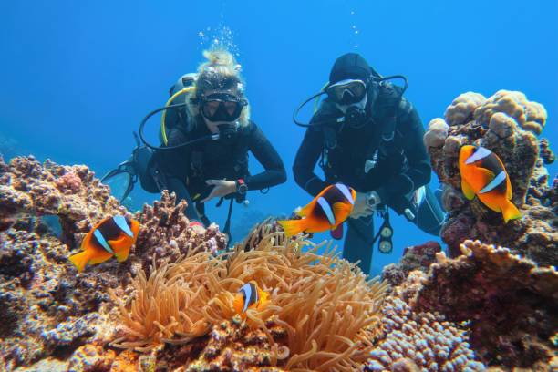 The Top Dive Sites In The Caribbean