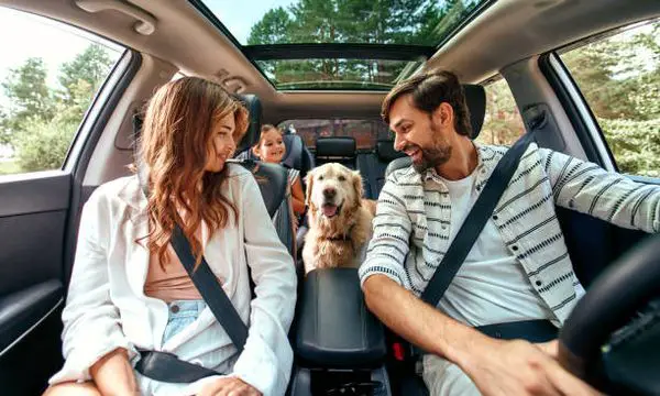 7 Tips For Traveling With Pets