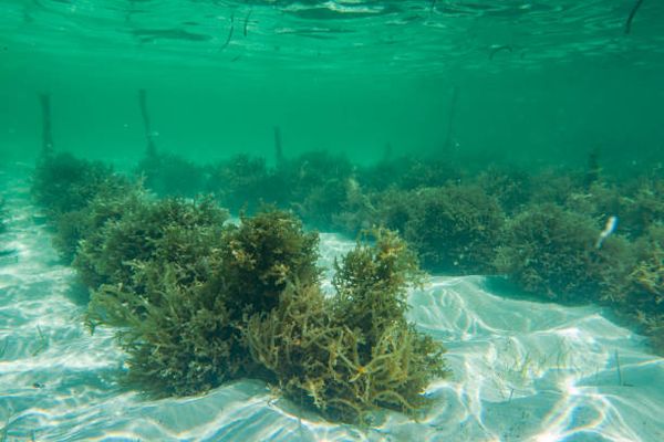 The First & Only Underwater Farm